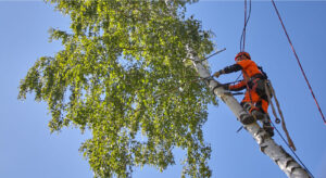 Contractor climbing tree and cutting branches