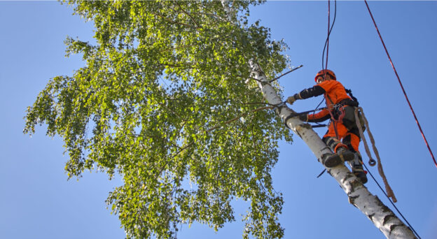 Contractor climbing tree and cutting branches